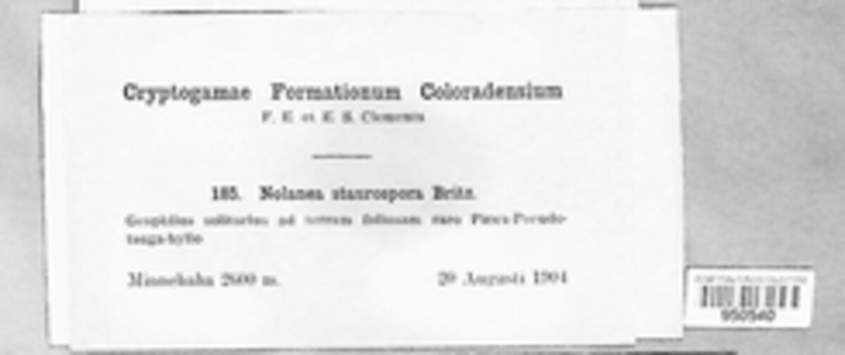 Entoloma conferendum image